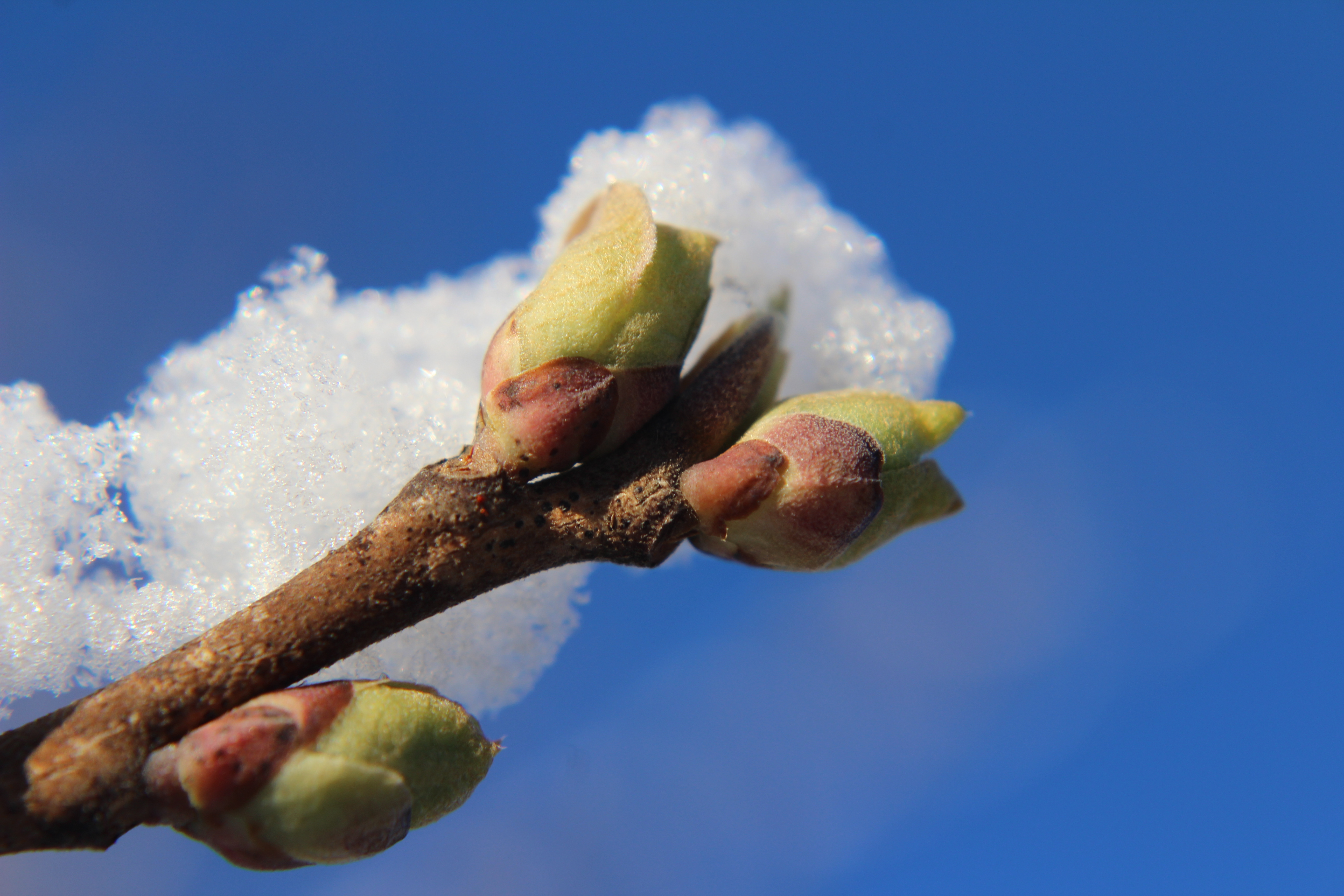 halesia-carolina-silverbell-buds-in-snow-closeup-winter-10