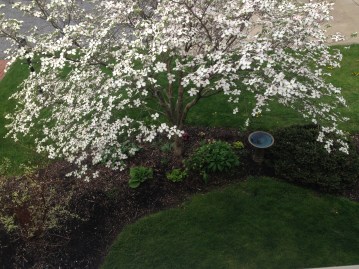 side garden from above.JPG