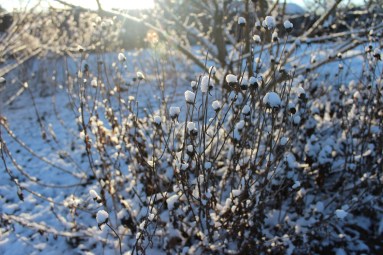 snow-on-rudbeckia-black-eyed-susan-spent-flowers